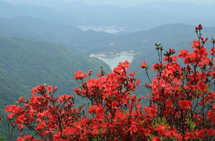 从化【通天蜡烛】登山赏花 活动推迟 车费:$70