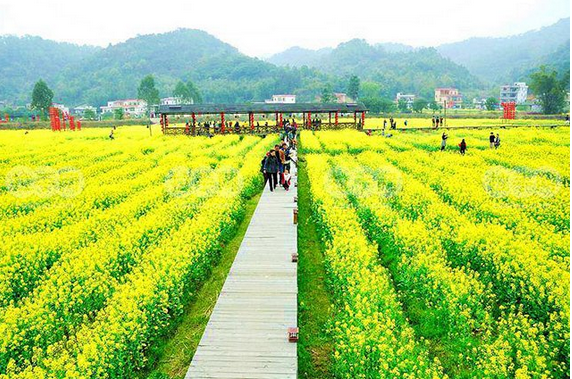 花都红山村油菜花休闲摄影 3月5日 _广州大森林风景