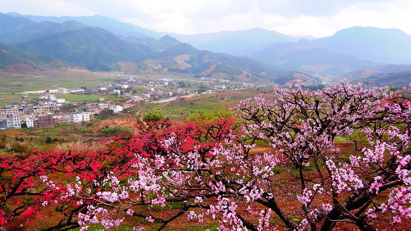 连平【鹰嘴桃园】赏花摄影 2月23日(星期六)