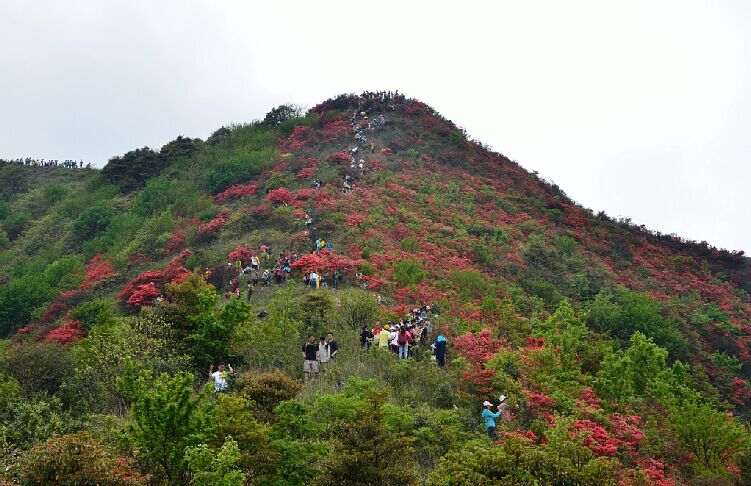 从化【通天蜡烛】登山赏花 活动推迟 车费:$70